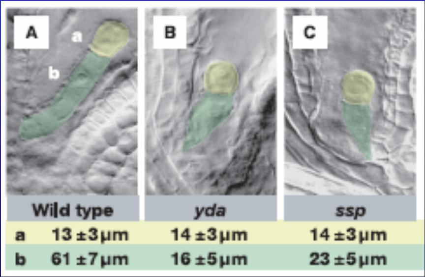 9 Update 2009 Bayer M et al. (2009) Science 323: 1485-1488 Gen SSP ve spermatické buňce kóduje interleukin-1 receptor associated kinázu/pelle-like kinázu.