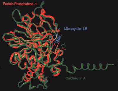 MICROCYSTINY OCH 3 CH 3 CH 3 H 3C COOH CH 3 O N NH NH O H 2C O H 3C NH CH 3 NH NH NH O O COOH O O CH 3 CH3 NH HN NH2 cyklické peptidy, 70 forem producenti Microcystis, Planktothrix, Anabaena,