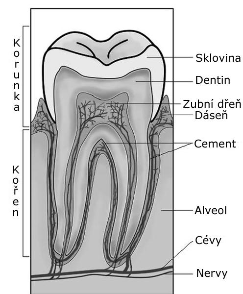 3 TEORETICKÁ ČÁST 3.1 Zubní tkáň Vrchní část zubu pokrývá sklovina, která je nejtvrdší tkání lidského těla a obsahuje 96 % anorganické složky a 4 % organické složky.