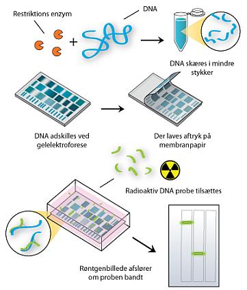 Hybridizace na membránách Southernův přenos restriktáza DNA