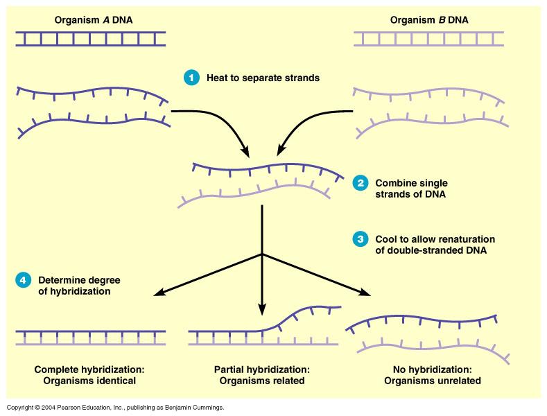 Pojem hybridizace DNA - A DNA - B Denaturace, zvýšená teplota Kombinování řetězců DNA Stupeň