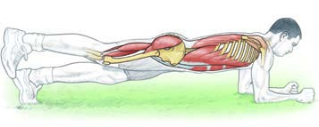 1 Fotbalový trénink 7 Vzpor hamstringy velký sval hýžďový střední sval hýžďový šikmý vnější sval břišní vzpřimovač trupu rotátorová manžeta přímý sval břišní Obtížnost 1: Vzpor