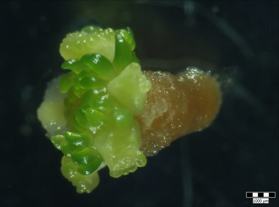 Preservation of a rare bog pine genotypes using micropropagation techniques 203 5: Formation of roots on deformed cotyledons 6: Formation of somatic embryos after induction with 0.56 mg. l 1 BA and 1.