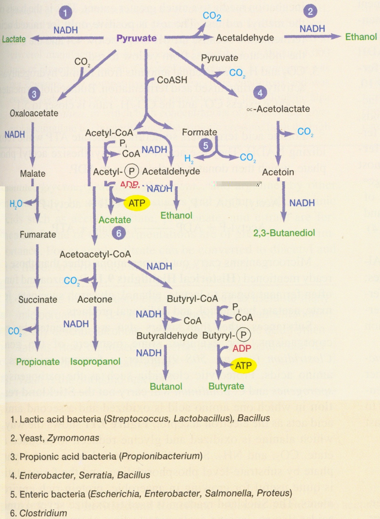 FERMENTACE = KVAŠENÍ - způsob získávání energie jen u chemoorganotrofních bakterií = procesy anaerobní dehydrogenace přeměna substrátu na jednoduché látky (mají stále ještě vysokou energetickou