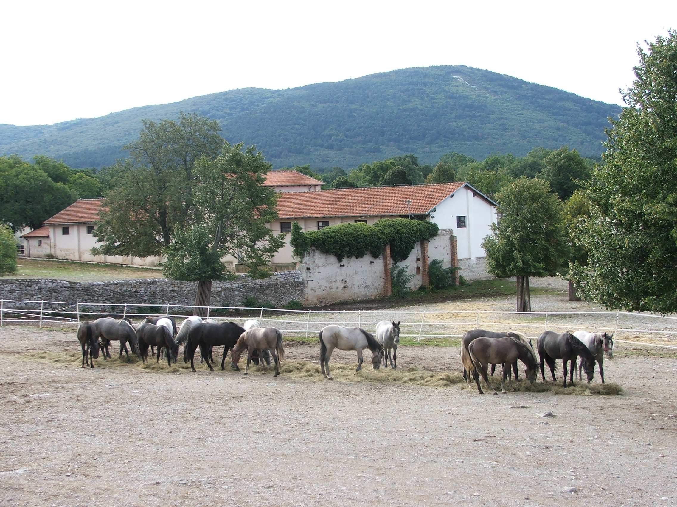 koní ve světě se do dnešní doby, mimo oblast Pyrenejského poloostrova, zachovaly dva, a to náš hřebčín v Kladrubech nad Labem a o rok mladší hřebčín v Lipici (Dušek a kol., 19