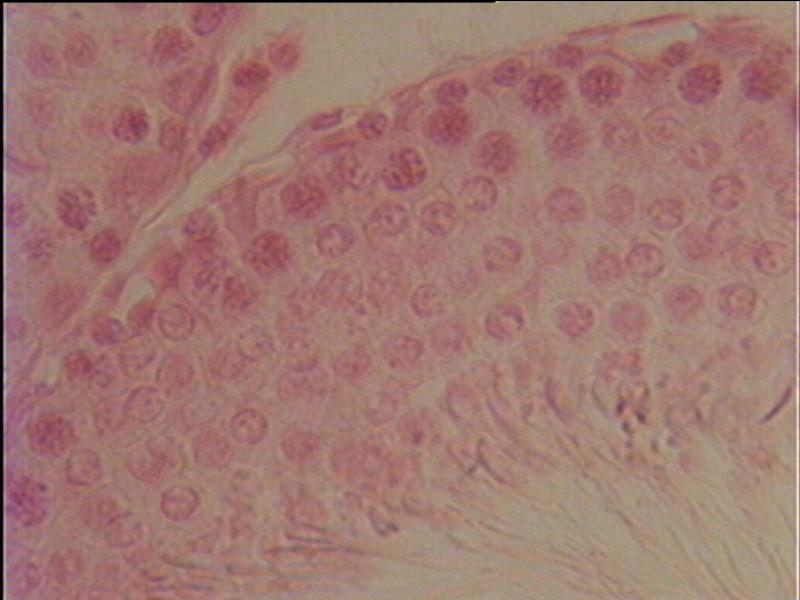 ROZMNOŽOVÁNÍ A VÝVOJ Jméno: Skupina: SPERMIOGENEZE Trvalý preparát: varle potkana barvené hematoxylin-eosinem Na příčném řezu semenotvorného kanálku pozorujte směrem od periferie do středu kanálku