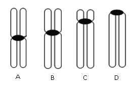 CHROMOZOMY, KARYOTYPY - DOPLŇUJÍCÍ ÚKOLY 1. Doplňte, o jaké typy chromozomů se jedná podle polohy centromery A B... C D.. 2.