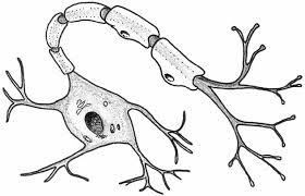 ŽIVOČIŠNÁ BUŇKA Jméno: Skupina: TVAR BUNĚK NERVOVÁ BUŇKA Trvalý preparát: mícha Vyhledejte nervové buňky (neurony) ve ventrálních