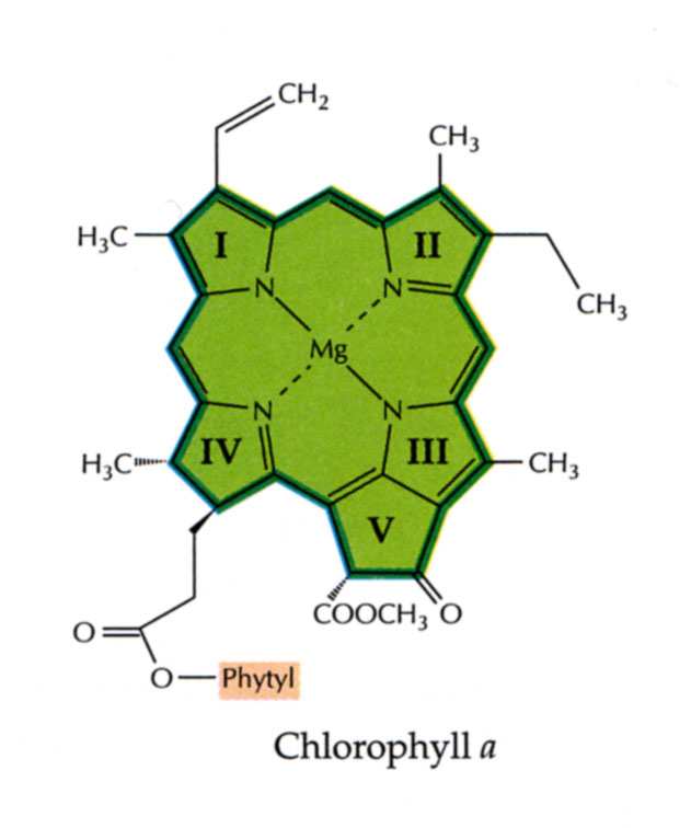 fosfolipidech membrán. V semenech je fosfát uložen ve form kyseliny fytové, substituované vápníkem a hoíkem. Fosforylovaný inositol hraje významnou roli pi penosu signálu.