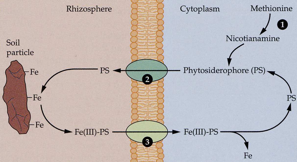 neproteinogenní aminokyseliny, které váží Fe 3+. Komplex fytosiderofor-fe 3+ je následn pijímán do rostliny a v cytoplazm je Fe uvolnno (Obr. 6 vlevo). Také Mn, Cu a Zn jsou pijímány v chelátové form.