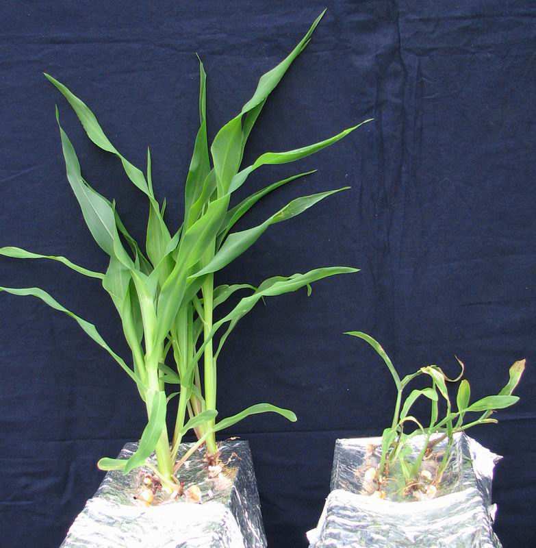 Úkol 1: Vizuální projevy nedostatku živin (deficienní syndrom) Cíl: Demonstrovat význam jednotlivých živin pro rst rostlin.