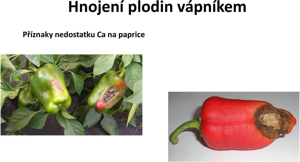 Příznaky