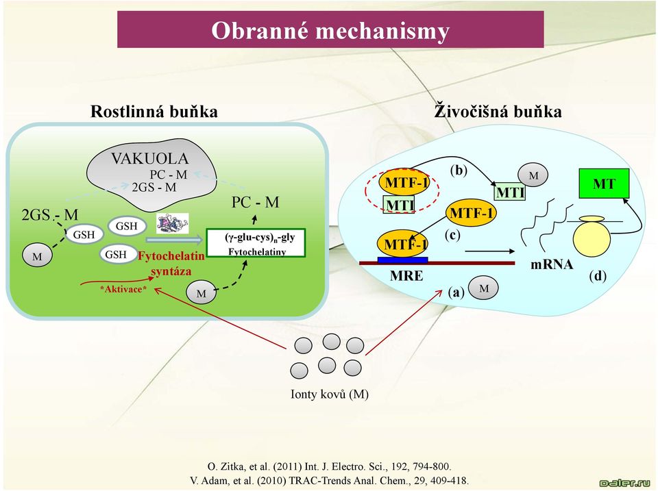 MTF-1 MTI MTF-1 MRE (b) MTI MTF-1 (c) (a) M M mrna MT (d) Ionty kovů (M) O. Zitka, et al.