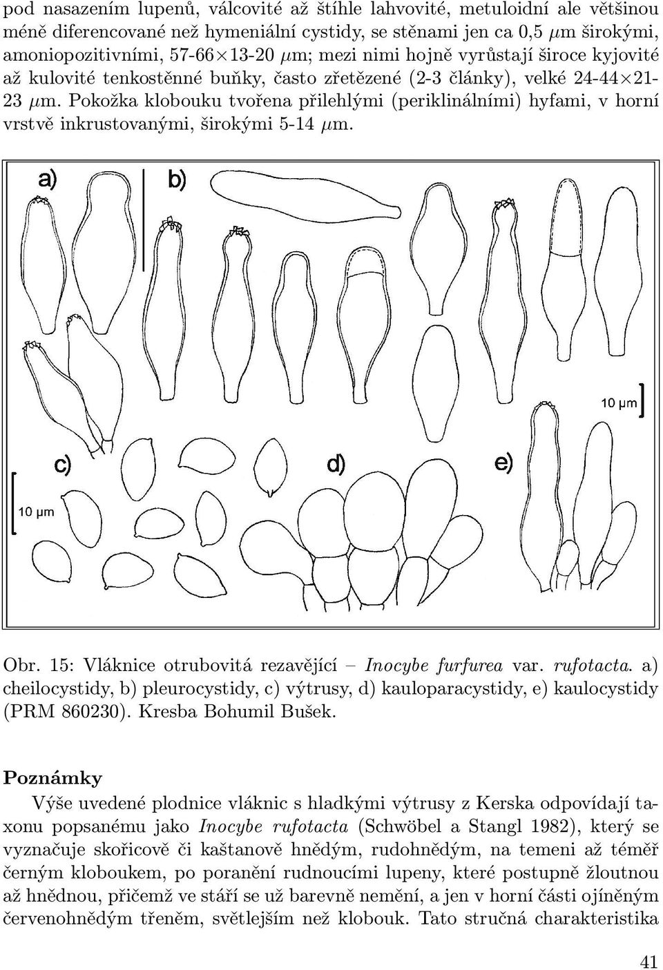 Pokožka klobouku tvořena přilehlými (periklinálními) hyfami, v horní vrstvě inkrustovanými, širokými 5-14 µm. Obr. 15: Vláknice otrubovitá rezavějící Inocybe furfurea var. rufotacta.