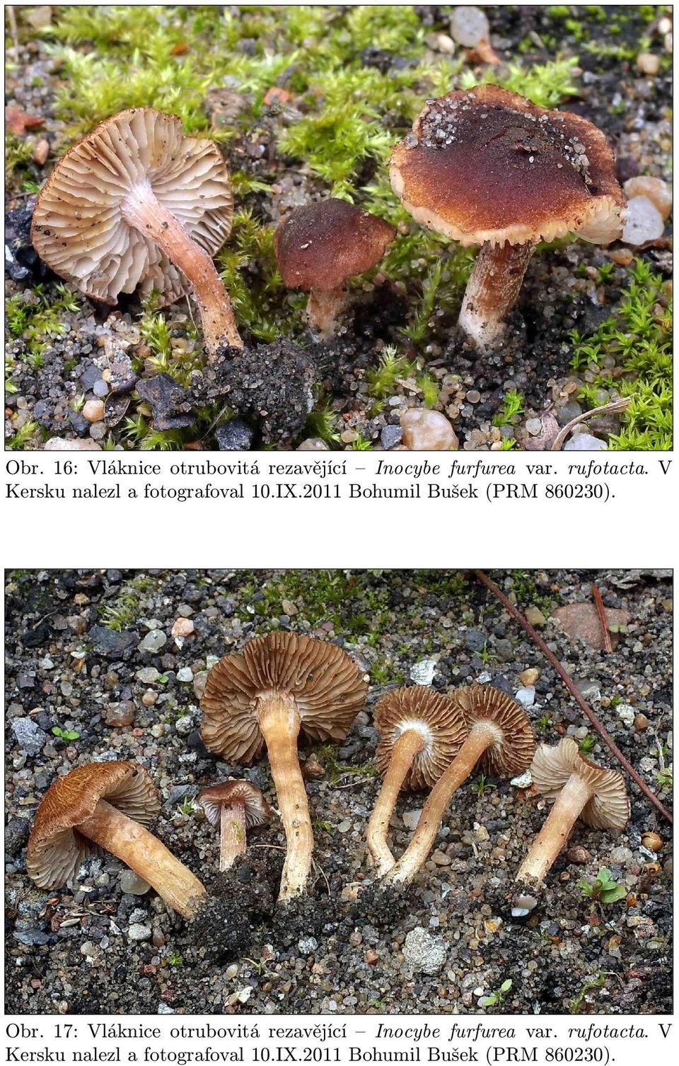 Obr. 17: Vláknice otrubovitá rezavějící Inocybe furfurea var. rufotacta.