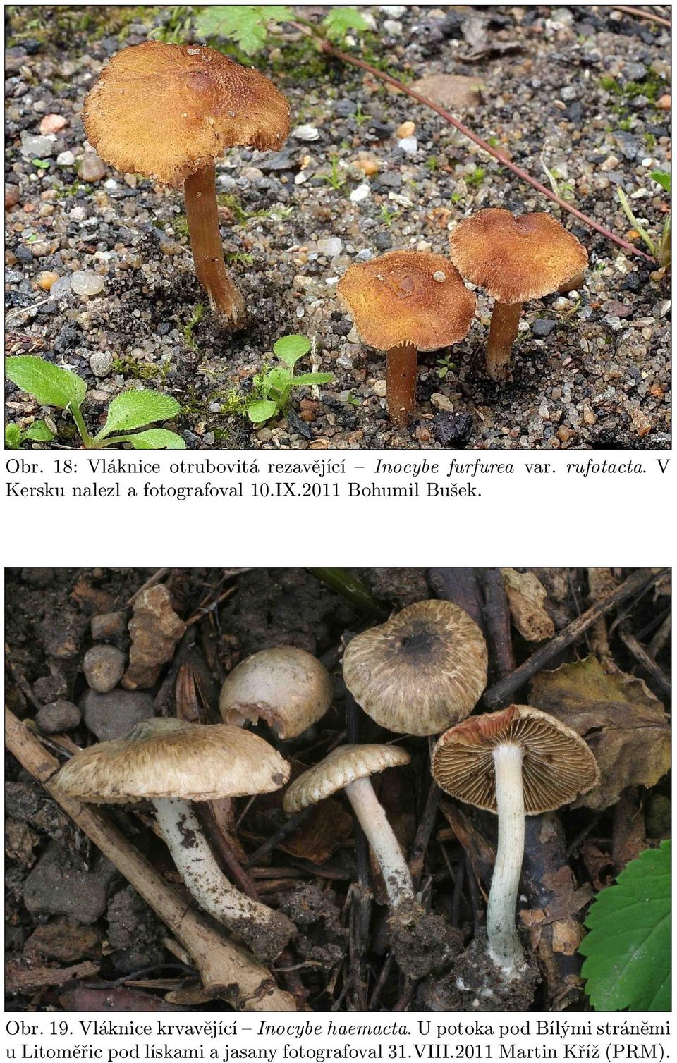 Obr. 19. Vláknice krvavějící Inocybe haemacta.