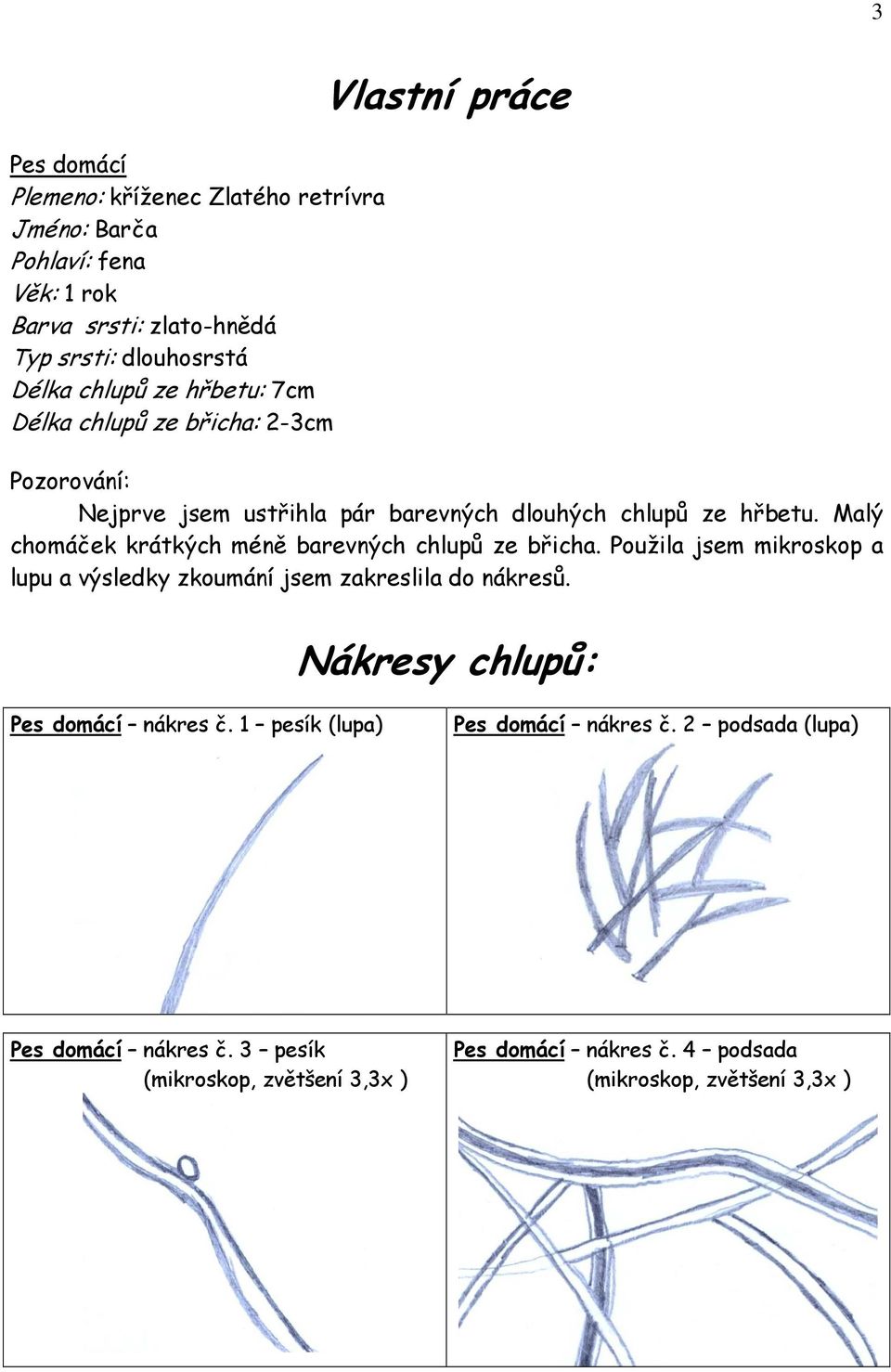 Malý chomáček krátkých méně barevných chlupů ze břicha. Použila jsem mikroskop a lupu a výsledky zkoumání jsem zakreslila do nákresů.