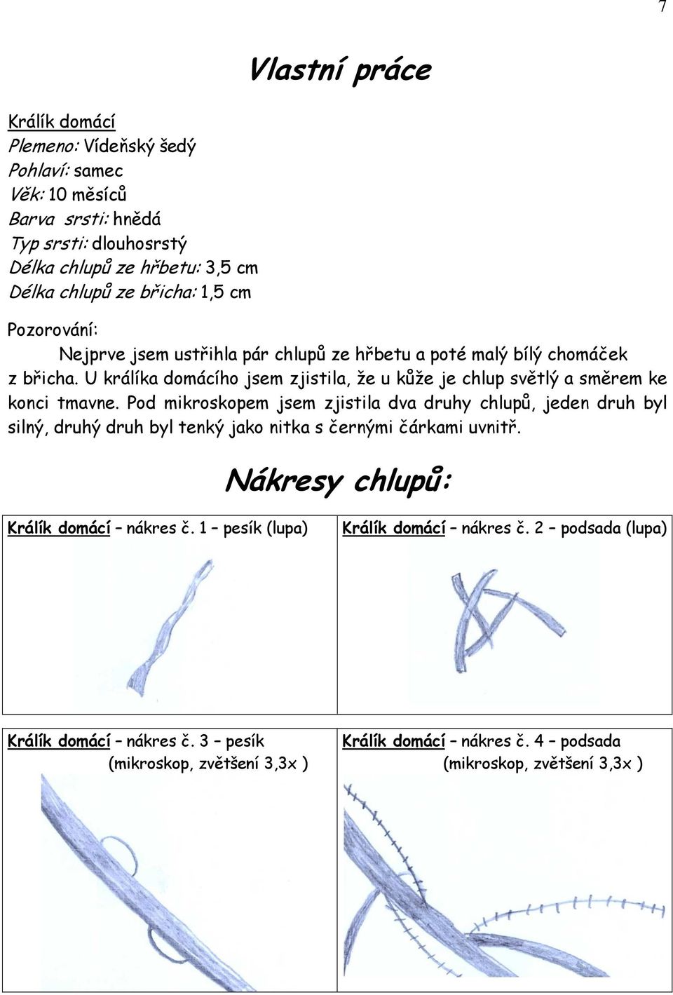 U králíka domácího jsem zjistila, že u kůže je chlup světlý a směrem ke konci tmavne.