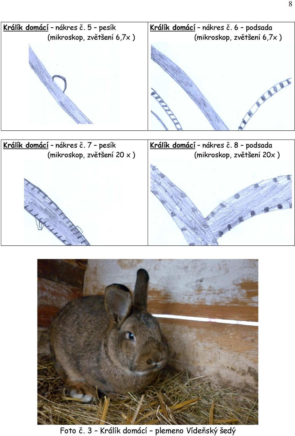 7 pesík (mikroskop, zvětšení 20 x ) Králík domácí nákres č.