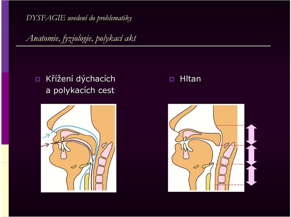 fyziologie, polykací akt