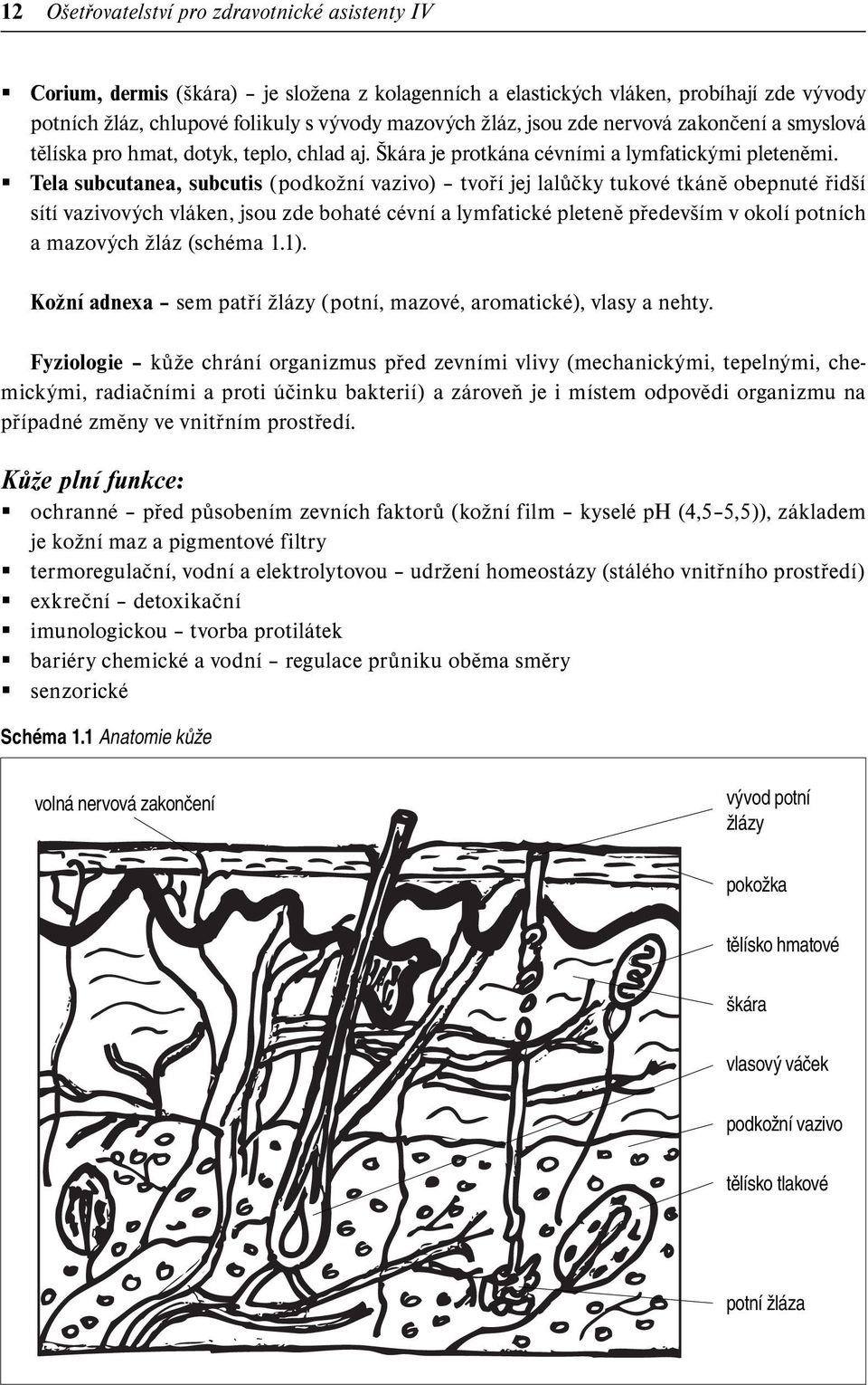 Tela subcutanea, subcutis ( podkožní vazivo) tvoří jej lalůčky tukové tkáně obepnuté řidší sítí vazivových vláken, jsou zde bohaté cévní a lymfatické pleteně především v okolí potních a mazových žláz