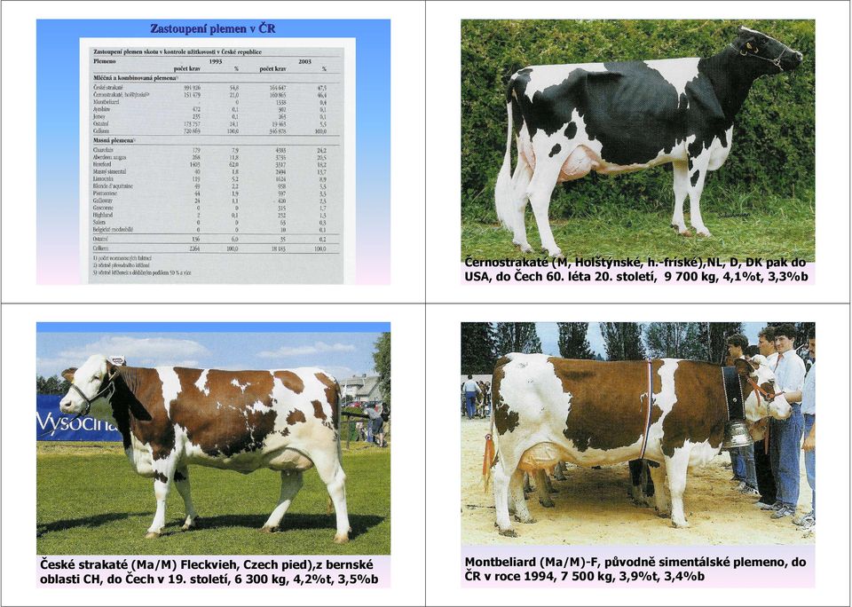 století století, 9 700 kg, 4,1%t, 3,3%b České eské strakaté strakaté (Ma/M) Ma/M) Fleckvieh, Fleckvieh, Czech pied),z