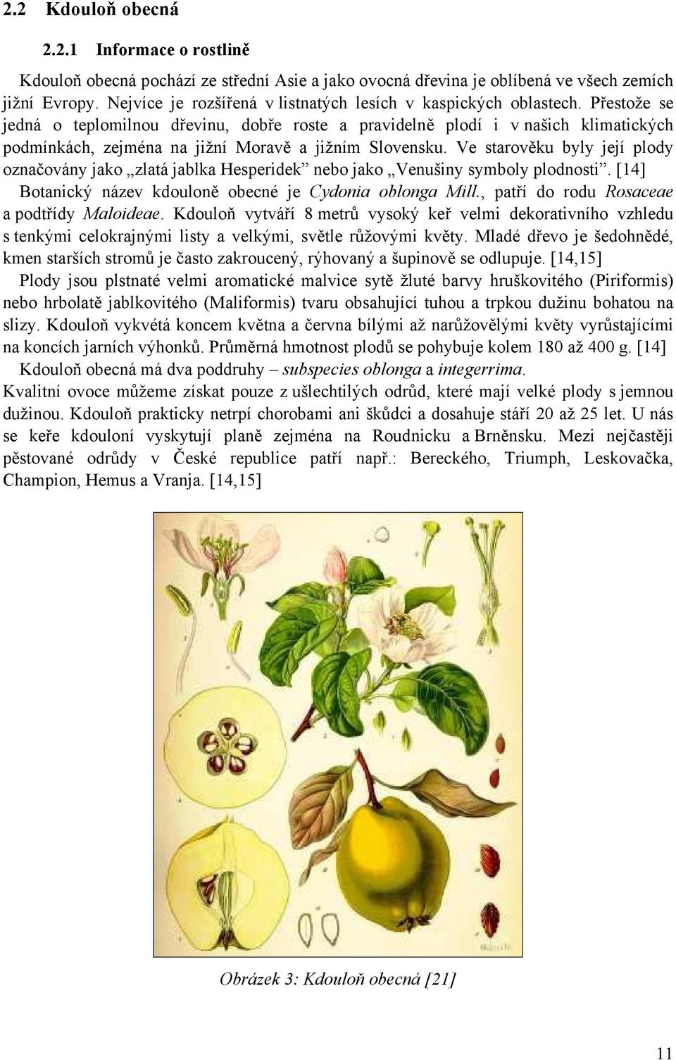 Přestože se jedná o teplomilnou dřevinu, dobře roste a pravidelně plodí i v našich klimatických podmínkách, zejména na jižní Moravě a jižním Slovensku.