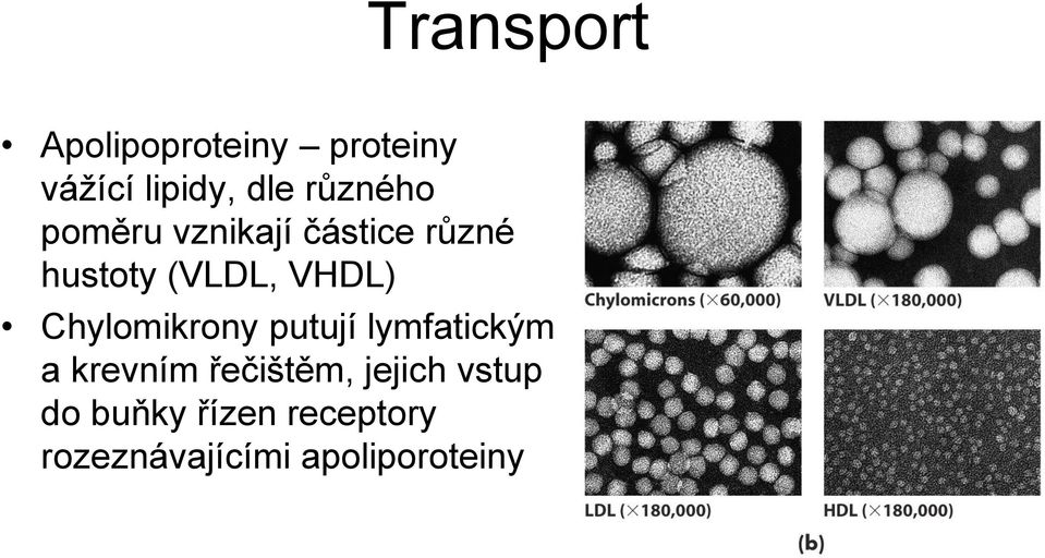 Chylomikrony putují lymfatickým a krevním řečištěm, jejich