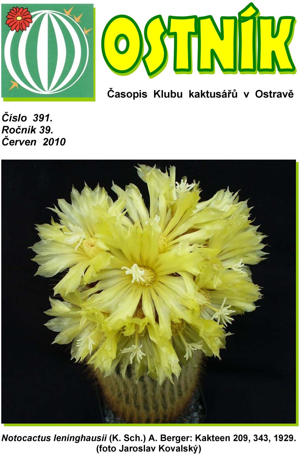 Červen 2010 Notocactus leninghausii (K.