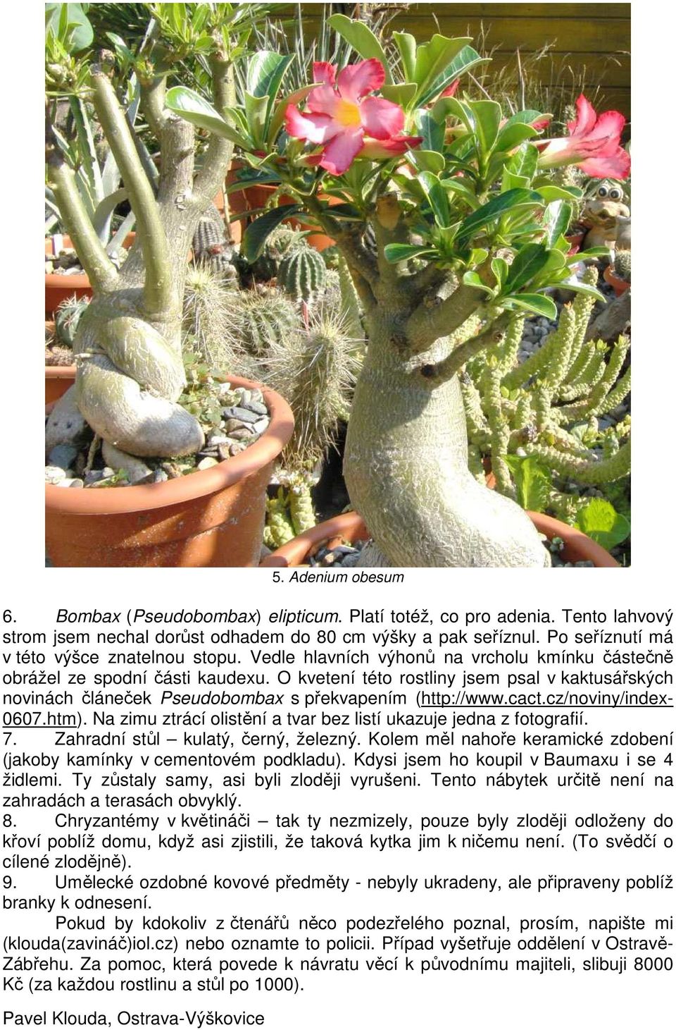 O kvetení této rostliny jsem psal v kaktusářských novinách článeček Pseudobombax s překvapením (http://www.cact.cz/noviny/index- 0607.htm).