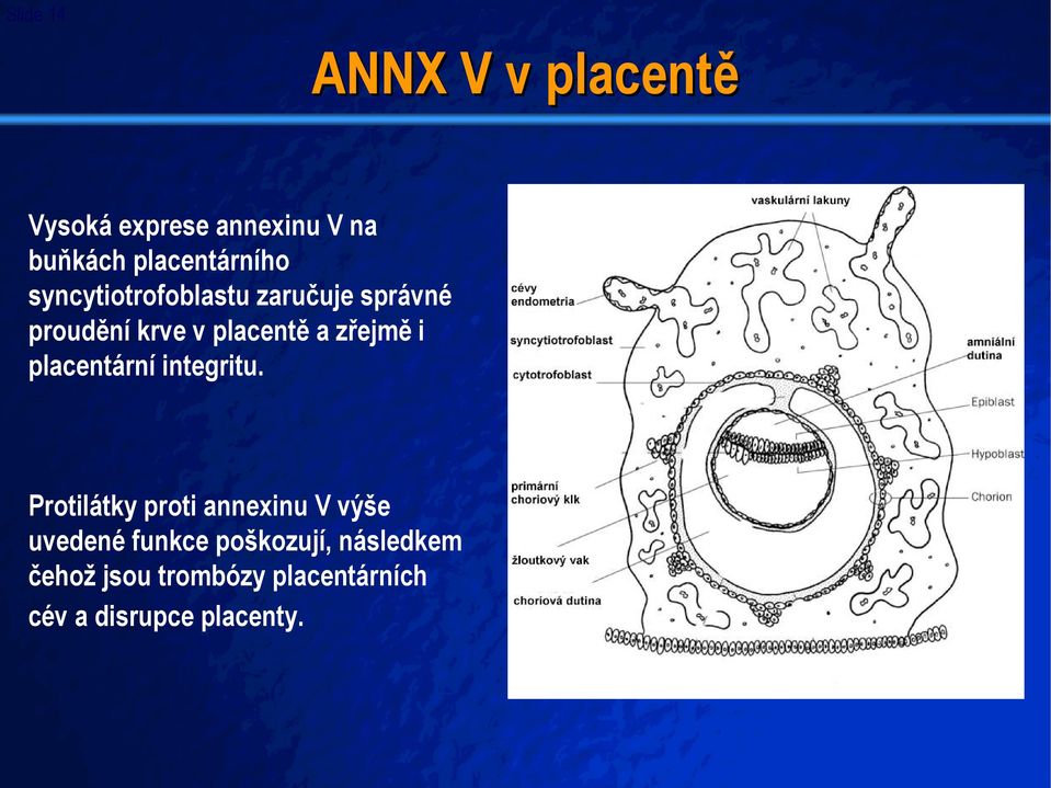 a zřejmě i placentární integritu.