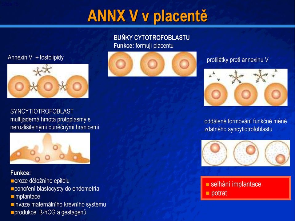 oddálené formování funkčně méně zdatného syncytiotrofoblastu Funkce: eroze děložního epitelu ponoření