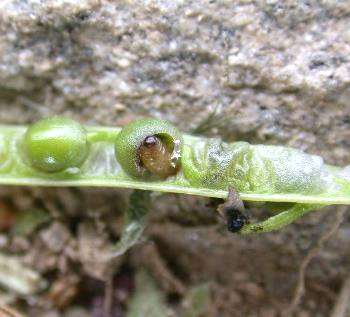 Krytonosec šešulový, Ceutorhynchus obstrictus Payk.= C. assimilis Šedý brouk s černými nohami, bílá larva s hnědou hlavou.