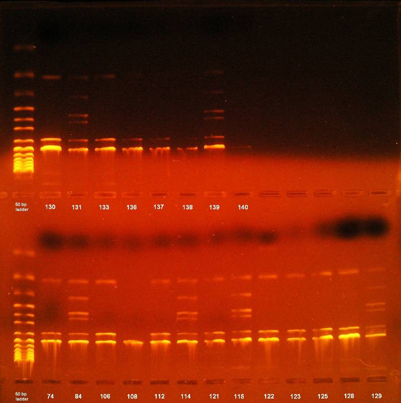 Determinace patogenu PCR RFLP