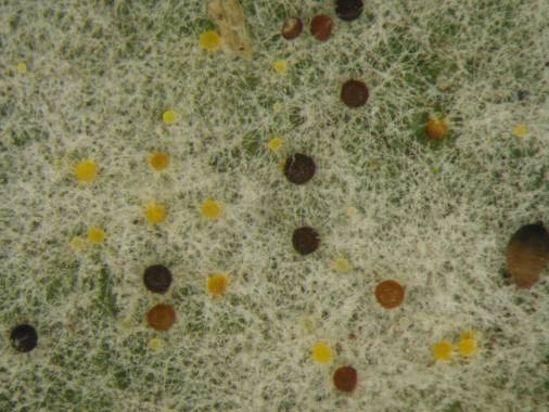 Microsphaera alphitoides var. alphitoides oak powdery mildew Asia, N. America, S. America, Africa, Australia, N.