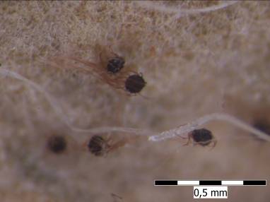 Microsphaera tortilis Cornus
