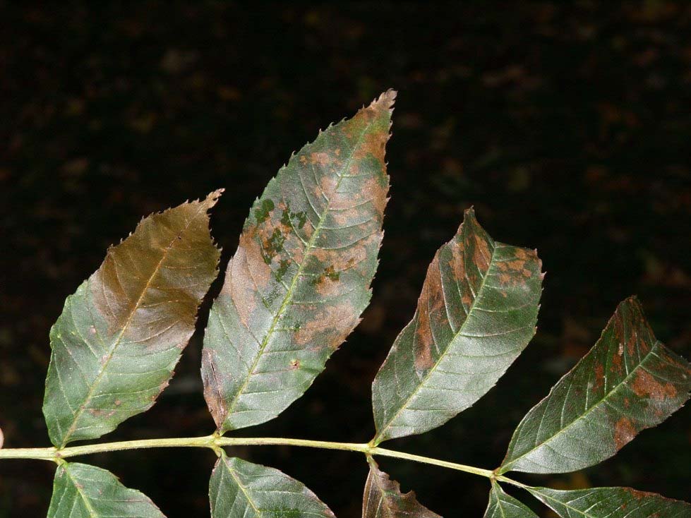 Phyllactinia fraxini (DC.