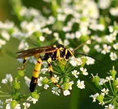 10 Přílohy 8 9 10 11 12 13 14 15 16 1 - křižáček Araniella spp.