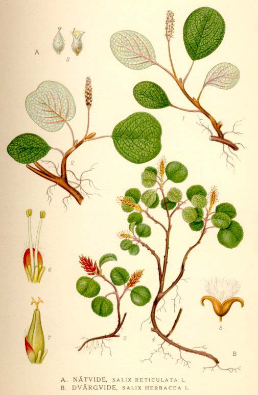 Salix reticulata L.