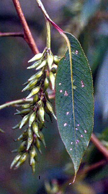 Salix rubens Schrank větve lámavé listy na rubu slabě