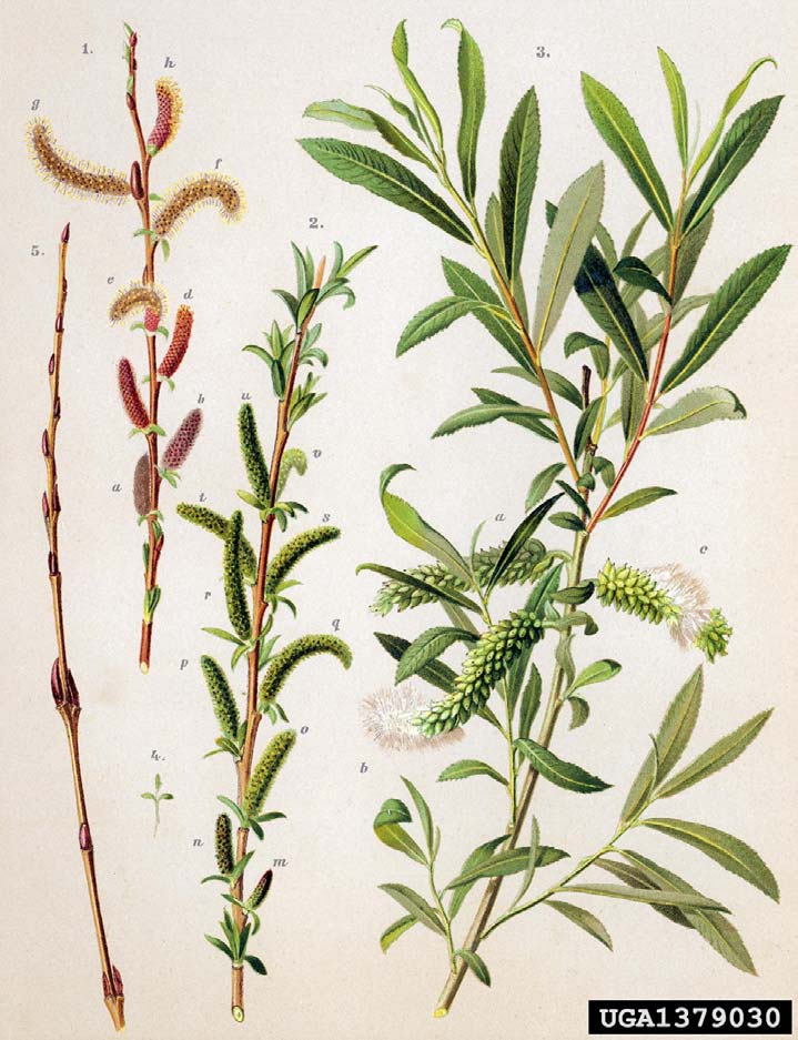 Salix purpurea L. vrba nachová j. a stř. Evropa, s. Afrika, pěstovaná v s.