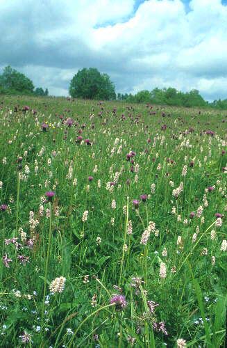 Salix aurita L. vrba ušatá z., stř. a v. Evropa V celé ČR roztr.