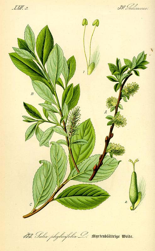 Salix bicolor Willd. vrba dvoubarvá hory jz. a stř. Evropy (Pyreneje, Franc.