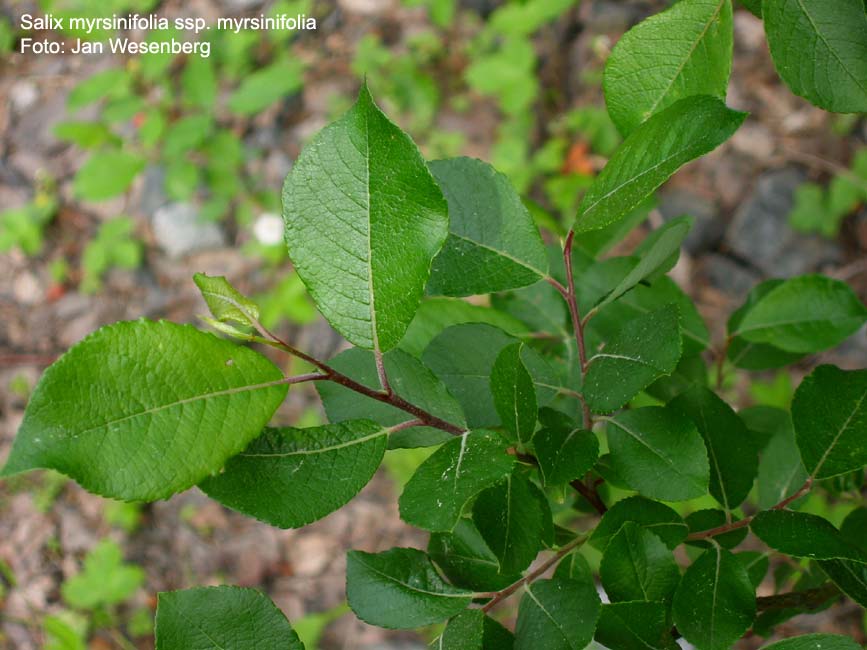 alix nigricans znaky Rozkladitý keř až malý stromek Listy připomínají švestku: na lící svraskalá žílnatina, tmavě zelené a lesklé, na