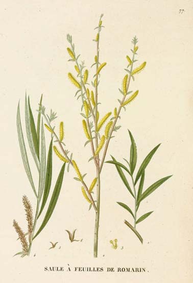 Salix rosmarinifolia L. vrba rozmarýnolistá stř., sv. a v. Evropa, na jih do s. Itálie; v. Eurasie (do Mongolska a Kazachstánu) ČR: roztr. až vz.