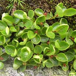 alix herbacea znaky plazivé keříky do 10 cm okrouhlé, jemně