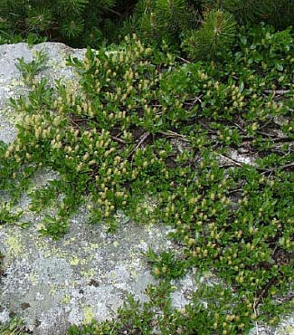 Salix kitaibeliana Willd.