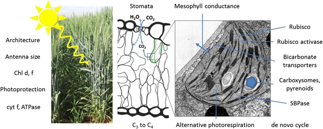 Modulace fotosyntézy, zvyšování produktivity genetickými modifikacemi, biotechnologie, umělá fotosyntéza, Zvyšování účinnosti/produkce fotosyntézy(c3) Zvýšení účinnosti Calvinova cyklu Změny ve