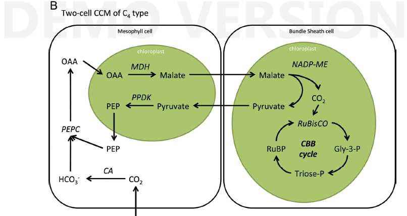 Změny ve vnitřní koncentraci CO 2 CCM doprovázené strukturními změnami dva buněčné typy s odlišnými vnitřními strukturami snížená