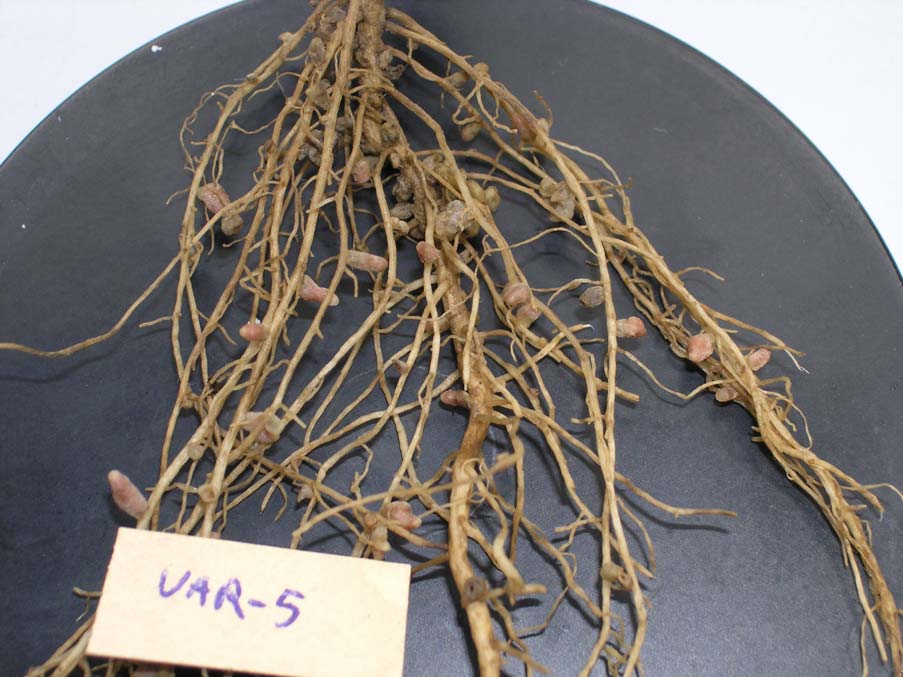 Obr. 4. Kořen rostliny odebrané z neošetřené kontroly v době dokvétání hrachu Obr.